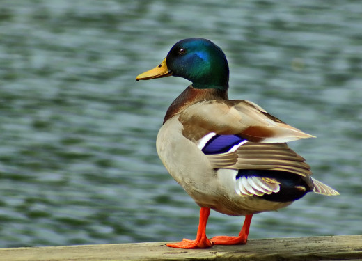 679233 (a): :2000x1440